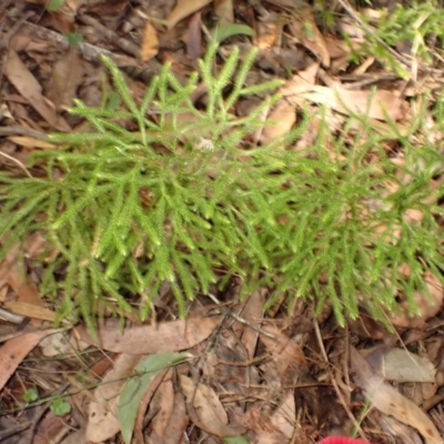 Pseudolycopodium densum (Bushy Club Moss) at Fitzroy Falls, NSW - 4 Mar 2024 by plants
