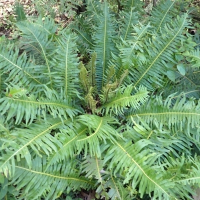 Blechnum nudum (Fishbone Water Fern) at Fitzroy Falls, NSW - 4 Mar 2024 by plants