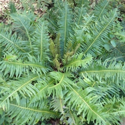 Blechnum nudum (Fishbone Water Fern) at Fitzroy Falls, NSW - 3 Mar 2024 by plants