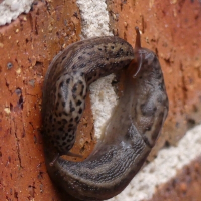 Limax maximus (Leopard Slug, Great Grey Slug) at Wingecarribee Local Government Area - 2 Mar 2024 by Curiosity