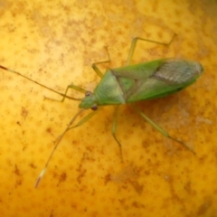 Amblypelta nitida at Braemar, NSW - 1 Mar 2024 by Curiosity