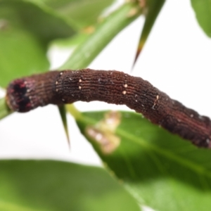 Geometridae (family) IMMATURE at QPRC LGA - 5 Mar 2024