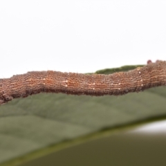 Geometridae (family) IMMATURE at QPRC LGA - 5 Mar 2024