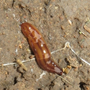 Anzoplana trilineata at Flynn, ACT - 29 Feb 2024