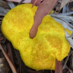 Fuligo septica (Scrambled egg slime) at Flynn, ACT - 1 Mar 2024 by Christine