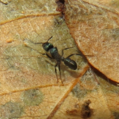 Rhytidoponera metallica (Greenhead ant) at Flynn, ACT - 28 Feb 2024 by Christine