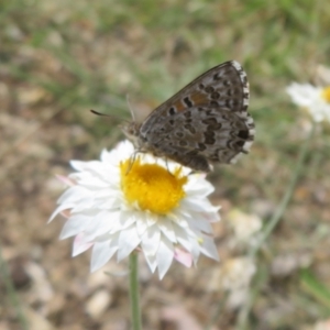 Lucia limbaria at Sth Tablelands Ecosystem Park - 1 Mar 2024