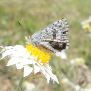 Lucia limbaria at Sth Tablelands Ecosystem Park - 1 Mar 2024 12:31 PM