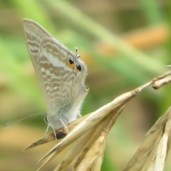 Lampides boeticus (Long-tailed Pea-blue) at Sth Tablelands Ecosystem Park - 1 Mar 2024 by Christine