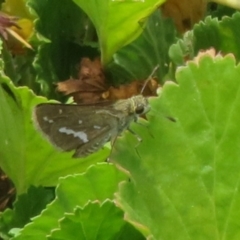 Taractrocera papyria (White-banded Grass-dart) at Sth Tablelands Ecosystem Park - 1 Mar 2024 by Christine