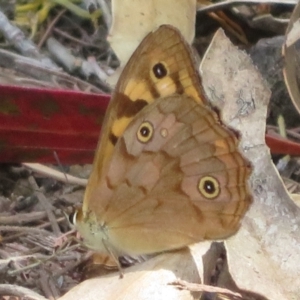 Heteronympha paradelpha at Sth Tablelands Ecosystem Park - 1 Mar 2024 01:01 PM