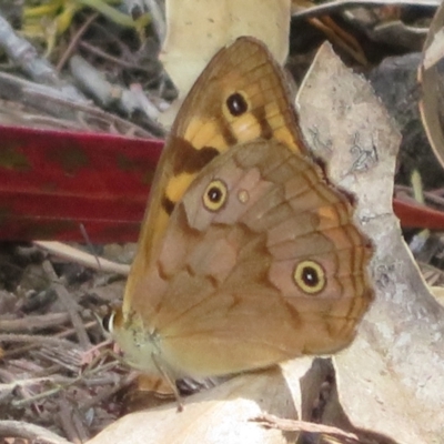 Heteronympha paradelpha (Spotted Brown) at Sth Tablelands Ecosystem Park - 1 Mar 2024 by Christine