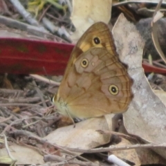 Heteronympha paradelpha at Sth Tablelands Ecosystem Park - 1 Mar 2024 01:01 PM