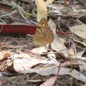 Heteronympha paradelpha at Sth Tablelands Ecosystem Park - 1 Mar 2024