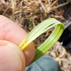 Cenchrus macrourus at Denman Prospect, ACT - 5 Mar 2024