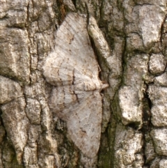 Didymoctenia exsuperata (Thick-lined Bark Moth) at Wingecarribee Local Government Area - 3 Mar 2024 by Curiosity