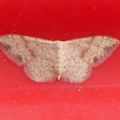 Idaea halmaea (Two-spotted Wave) at Wingecarribee Local Government Area - 4 Mar 2024 by Curiosity