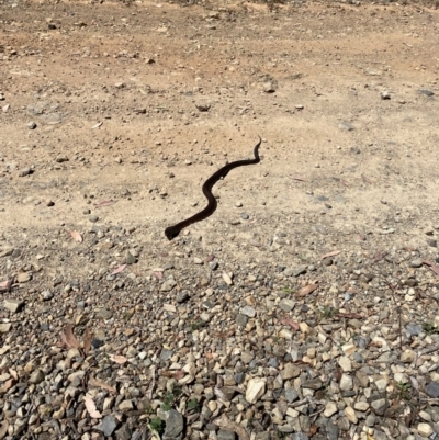 Notechis scutatus (Tiger Snake) at Bimberi Nature Reserve - 5 Mar 2024 by BrianLR