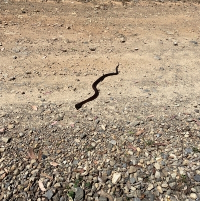 Notechis scutatus (Tiger Snake) at Bimberi Nature Reserve - 4 Mar 2024 by BrianLR