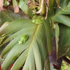 Litoria fallax (Eastern Dwarf Tree Frog) at Berry, NSW - 4 Mar 2024 by Megan123