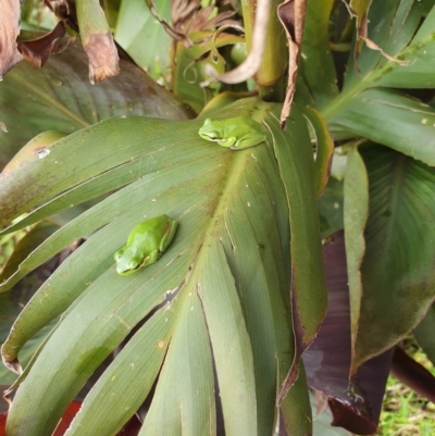 Litoria fallax (Eastern Dwarf Tree Frog) at Berry, NSW - 4 Mar 2024 by Megan123