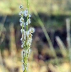 Digitaria brownii (Cotton Panic Grass) at Weetangera, ACT - 3 Mar 2024 by sangio7