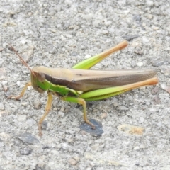 Bermius brachycerus (A grasshopper) at Wingecarribee Local Government Area - 20 Feb 2024 by GlossyGal