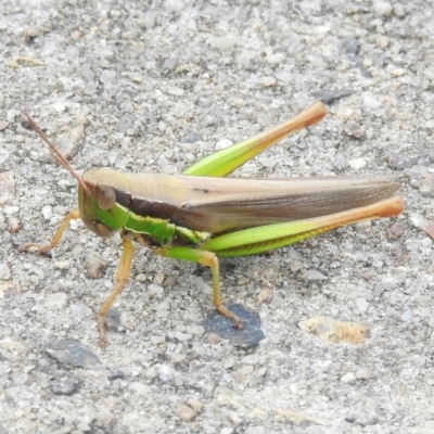 Bermius brachycerus (A grasshopper) at Wingecarribee Local Government Area - 20 Feb 2024 by GlossyGal