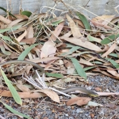 Delma inornata (Olive Legless-lizard) at Benalla, VIC - 5 Mar 2024 by TomB