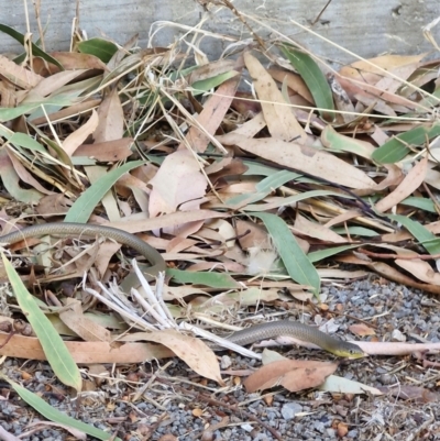 Delma inornata at Benalla, VIC - 4 Mar 2024 by TomB