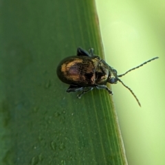 Unidentified Beetle (Coleoptera) at Thornlands, QLD - 14 Oct 2023 by Nicks