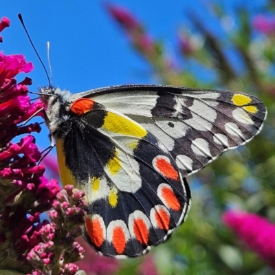 Delias aganippe (Spotted Jezebel) at QPRC LGA - 5 Mar 2024 by MatthewFrawley