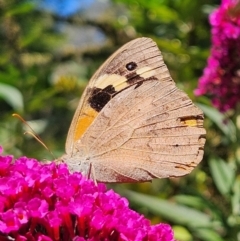 Heteronympha merope (Common Brown Butterfly) at QPRC LGA - 5 Mar 2024 by MatthewFrawley