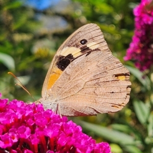 Heteronympha merope at QPRC LGA - 5 Mar 2024 12:05 PM