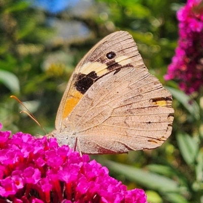 Heteronympha merope (Common Brown Butterfly) at QPRC LGA - 5 Mar 2024 by MatthewFrawley