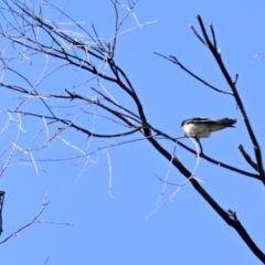 Petrochelidon nigricans (Tree Martin) at Lake Ginninderra - 5 Mar 2024 by Thurstan
