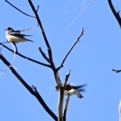 Petrochelidon nigricans at Lake Ginninderra - 5 Mar 2024 10:52 AM