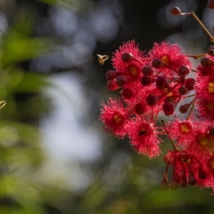 Apis mellifera at ANBG - 4 Mar 2024