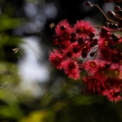 Apis mellifera at ANBG - 4 Mar 2024