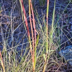 Bothriochloa macra at The Pinnacle - 4 Mar 2024 08:27 AM