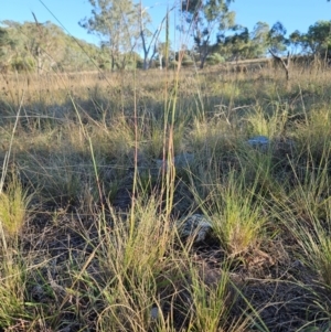 Bothriochloa macra at The Pinnacle - 4 Mar 2024 08:27 AM