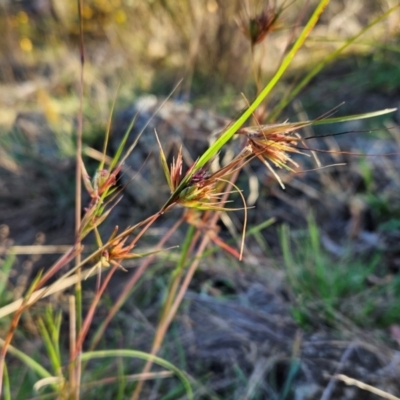 Themeda triandra (Kangaroo Grass) at Weetangera, ACT - 3 Mar 2024 by sangio7