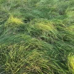 Nassella neesiana (Chilean Needlegrass) at Hackett, ACT - 2 Mar 2024 by waltraud