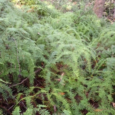 Gleichenia microphylla (Scrambling Coral Fern) at Fitzroy Falls, NSW - 3 Mar 2024 by plants