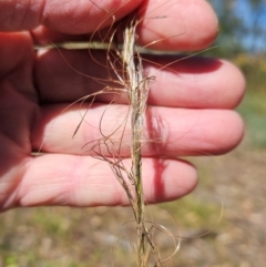 Austrostipa scabra (Corkscrew Grass, Slender Speargrass) at The Pinnacle - 3 Mar 2024 by sangio7