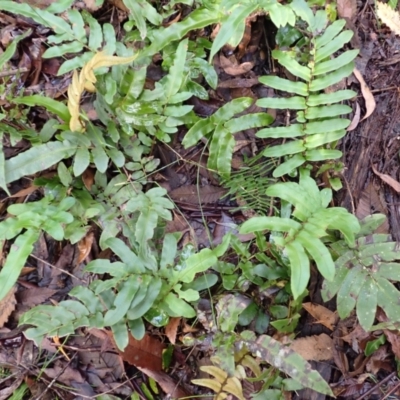 Blechnum wattsii (Hard Water Fern) at Fitzroy Falls, NSW - 4 Mar 2024 by plants