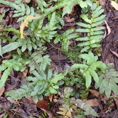 Blechnum wattsii (Hard Water Fern) at Fitzroy Falls, NSW - 3 Mar 2024 by plants