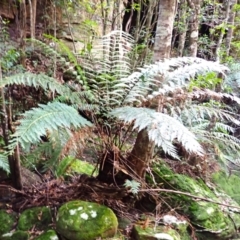 Todea barbara (King Fern) at Fitzroy Falls, NSW - 4 Mar 2024 by plants
