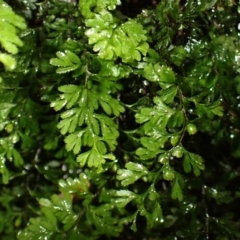 Hymenophyllum cupressiforme (Common Filmy Fern) at Fitzroy Falls, NSW - 4 Mar 2024 by plants