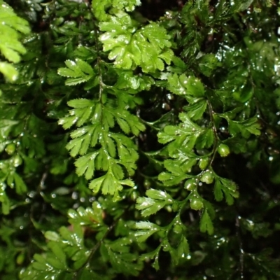 Hymenophyllum cupressiforme (Common Filmy Fern) at Fitzroy Falls, NSW - 4 Mar 2024 by plants